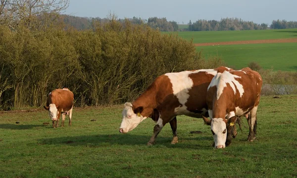 çalılar önünde mera üzerinde üç inek