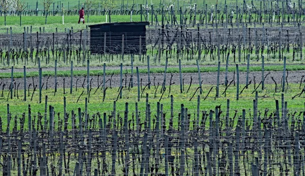 South Moravia, üzüm bağları ve meyve bahçeleri bahar