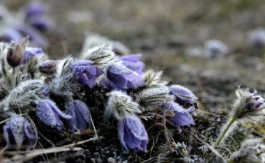 dondurucu soğuk gecenin büyük pasque