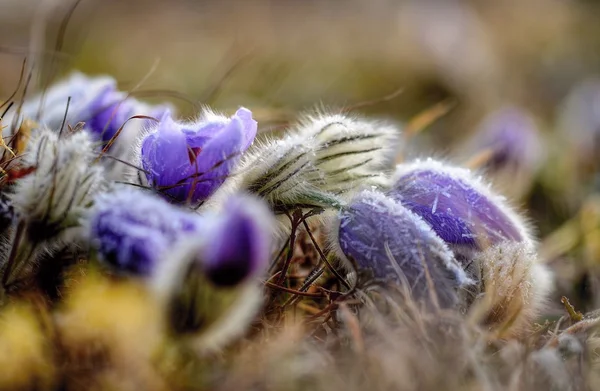 dondurucu soğuk gecenin büyük pasque