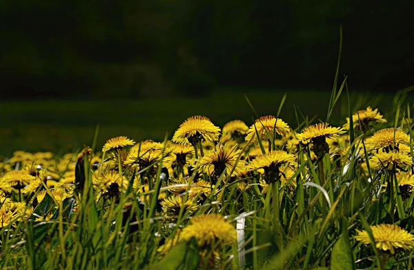 Dandelions çim