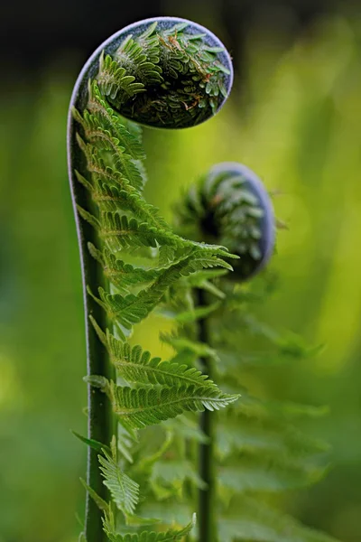 fern matteucia struthiopteris genç tomurcuklanma yaprakları