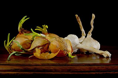 Üç sarımsak ve tomurcuklanma Filiz ile birkaç soğan