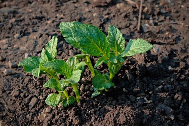 genç bitki patates ve Brüksel lahanası