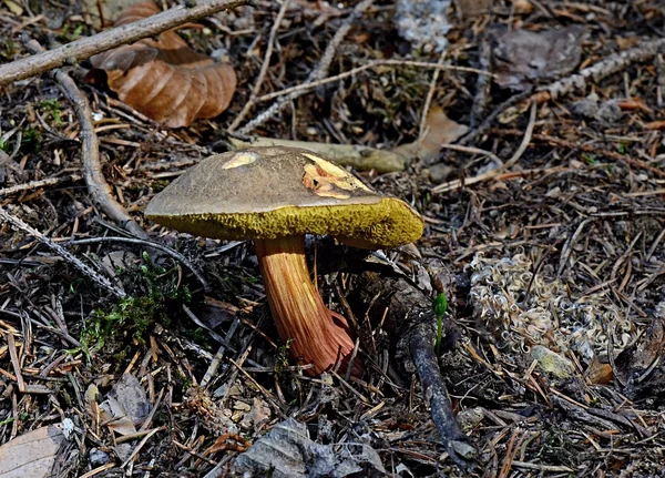 Cepe Boletus chrysenteron — Stok fotoğraf