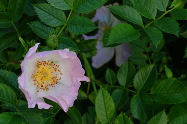 Bir çiçek köpek gül