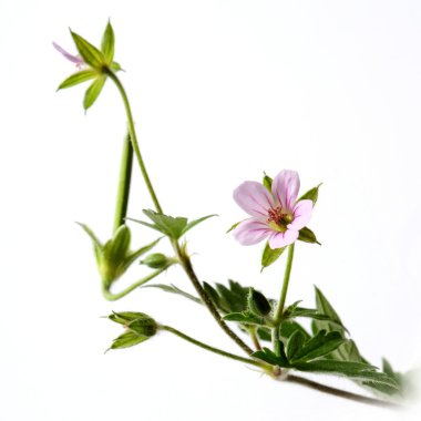 Sardunya, Crane'in bill