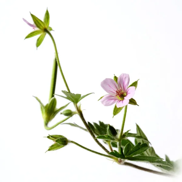 Sardunya, Crane'in bill