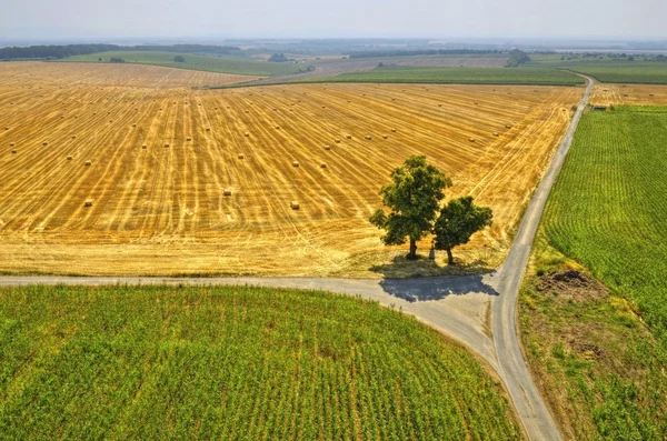 çatallandığı yolları