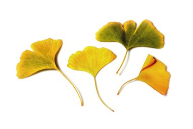 Ginkgo biloba
