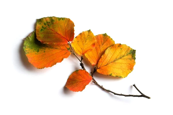 sonbahar yaprakları renkli