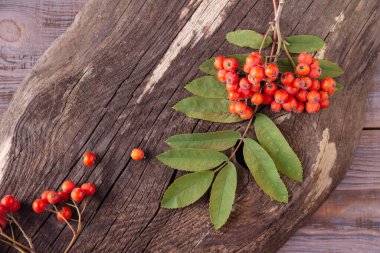 Rowan karanlık bir ormanda.