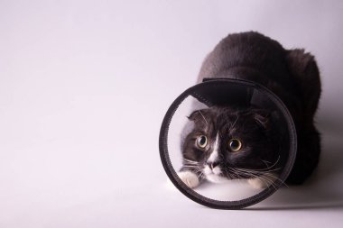 Beyaz arka planda siyah kedi