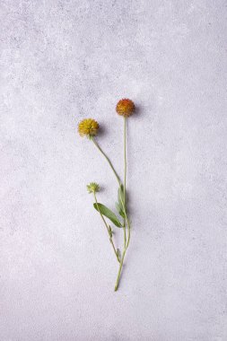 Bahçe bitkisi Heliopsis gri alçıda