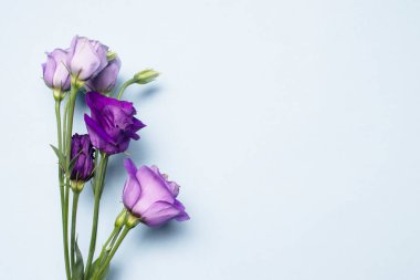 Eustoma çiçekleri üst görünüm