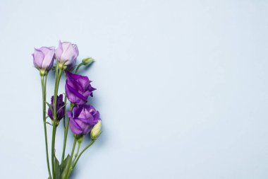 Eustoma çiçekleri üst görünüm