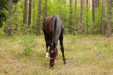 Ormanda siyah bir at.