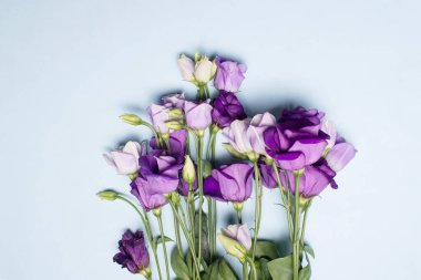 Eustoma çiçekleri üst görünüm