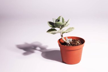 Güzel botanik fotoğrafı, doğal duvar kağıdı.