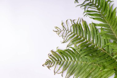 beyaz arkaplan boşluğunda metin için eğreltiotu yaprakları