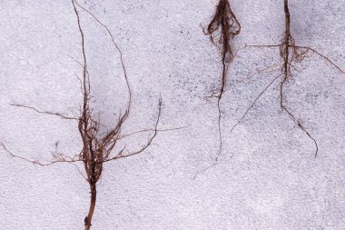 alan bitki kökleri gri alçı arka planda