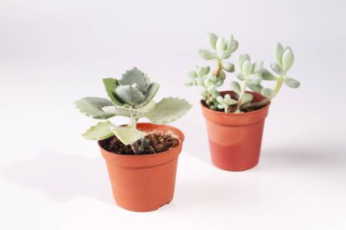 Beyaz arka planda yeşil kaktüs.