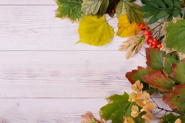 Otoño Hermosas Hojas Dispersas Tablas Madera Blanca Lugar Para Texto — Foto de Stock