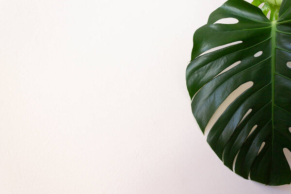 tropical monstera leaves on white background. flat lay, top view.