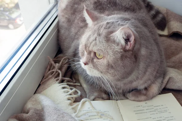 Gato Está Cobertor Frente Livro Aberto Peitoril Janela — Fotografia de Stock