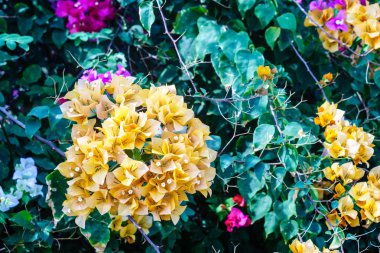 Sarı Begonvil çiçeği