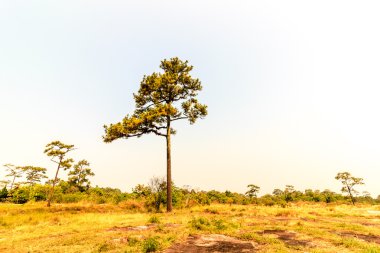 Bir Merkus çam ağacı ayakta uzun boylu açık bir alandaki