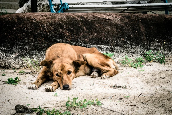 Perro callejero solitario sin hogar — Foto de Stock