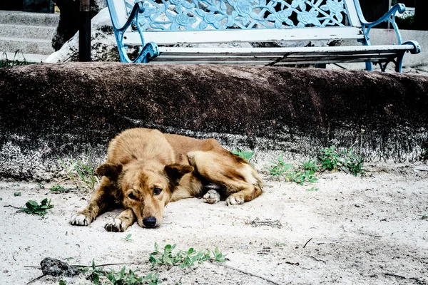 Perro callejero solitario sin hogar — Foto de Stock