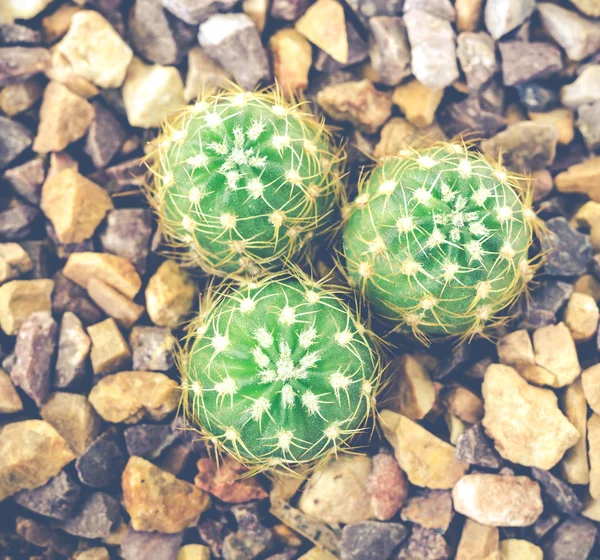 Kaktüsün üst görünümü