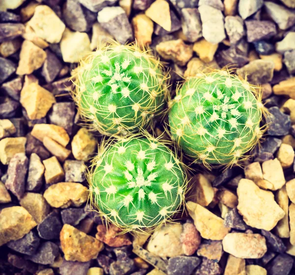 Kaktüsün üst görünümü