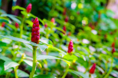 Costus spicatus ya da Hint Baş zencefil 