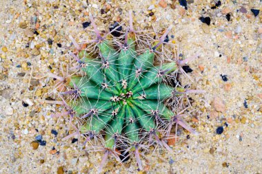 ferocactus kaktüs Üstten Görünüm