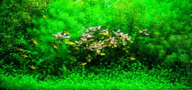 A green beautiful planted tropical freshwater aquarium with smal clipart