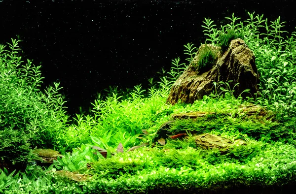 Grün schön bepflanztes tropisches Süßwasser-Aquarium — Stockfoto