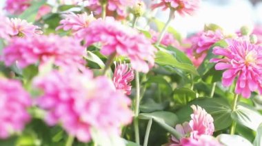 Tarladaki pembe çiçeklerin odak noktasını değiştir. Yeşil bahçedeki güzel Pembe Zinnia çiçeği. Doğa güzelliği, yaz, bahar arka plan konsepti. Şarap kırmızı zinnia çiçek bahçesinde hafif rüzgar esintisiyle.