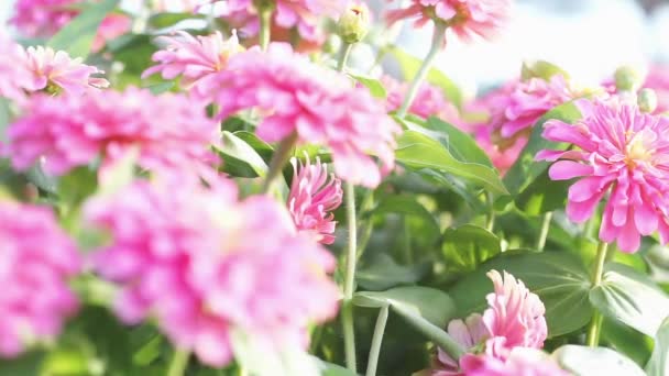 Shift Focus Shot Pink Flowers Field Beautiful Pink Zinnia Flower — Stock Video