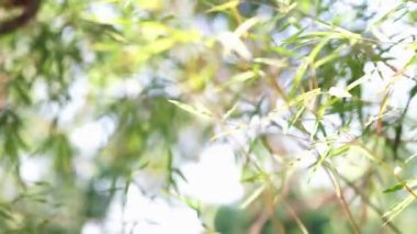 Bambu yapraklarının hareketi doğal arka plan olarak kullanılır. Bambular yeşil yapraklar ve doğa ormanında bokeh ile bambu ağacı. Bulanık yeşillik arkaplanındaki yaprağın doğa deseni görünümü.