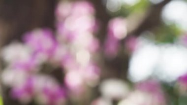 Pembe orkide çiçeğinin doğadaki odak noktasını değiştirerek yeşil doğa bokeh arka planını bulanıklaştırdı. Yaz Arkaplanı. Mor pembe karışık beyaz buket Dendrobium orkidesi ve sığ alan derinliği. 