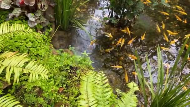 Koi Fisk Karp Damm Med Gröna Växter Vackra Små Japanska — Stockvideo