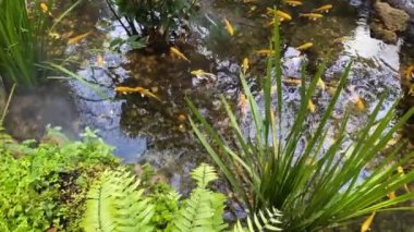 Altın Koi balığı ya da sazan balığı güzel tropikal bahçe havuzunda yüzüyor. Doğal yeşillik sükunet rahatlama arka planı. Botanik bahçesindeki bahçe gölünde sazan balığı ya da Koi balığı..