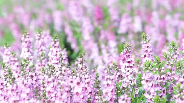 Roze Salvia Bloem Salvia Farinacea Bloeien Weide Pan Links Naar — Stockvideo