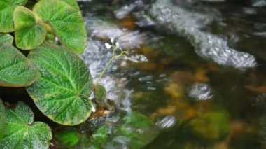 Doğal arka bahçedeki su birikintisinin kıyısındaki güzel yeşil halı bitkisinin yaprakları. Başlık girişi için kopyalama alanı olan 4K Tropikal Yeşillik arka planı. Doğal Bahçede Gölü olan yemyeşil bir bitki.. 