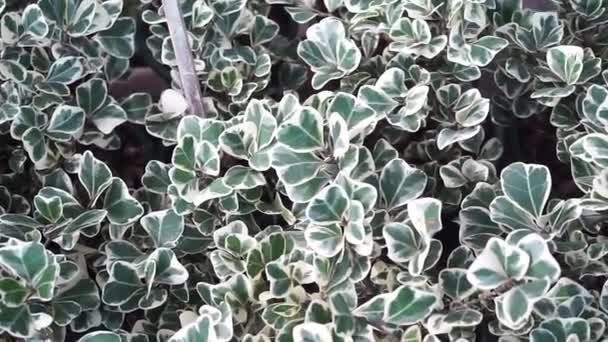 Green Leaves Background Mistletoe Fig Mistletoe Rubber Ornamental Plant Leaves — Stock Video