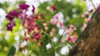 Bokeh arkaplanlı güzel beyaz dendrobium orkide çiçekleri tepeden tırnağa kamera. Güzel dendrobium crumenatum orkide çiçeği yeşillik tropik bahçe arka planını bulanıklaştırır..