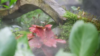 Fittonia ferschaffeltii Acanthaceae halılarının ya da boyalı ağ yaprağının nemli doğal ortamında taze kırmızı yaprakları kapatın. Renkli egzotik ev bitkileri